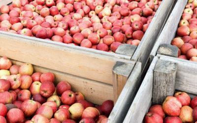 La saison des pommes bat son plein chez SOJUFEL !