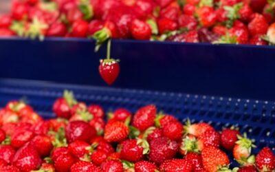  La saison des fraises est officiellement ouverte chez SOJUFEL – Pressoirs de Provence ! 