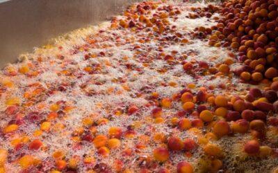Avant d’être pressés, nos abricots prennent un bain bien mérité… 