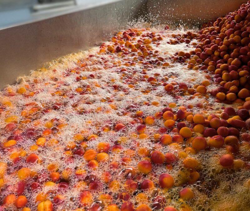 Avant d’être pressés, nos abricots prennent un bain bien mérité… 