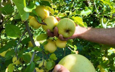 Immersion avec nos producteurs de pommes situés à Eygalières